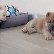 Csau csau Chow Chow 
