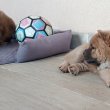 Csau csau Chow Chow 