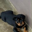 Rottweiler kiskutya