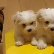 8 hetes Bichon Havanese babák gazdit keresnek