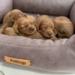 Cockapoo kiskutyák eladók