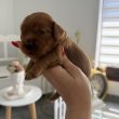 Cockapoo kiskutyák eladók