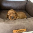 Cockapoo kiskutyák eladók