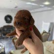 Cockapoo kiskutyák eladók