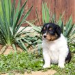Border Collie cukiságok