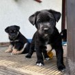 5 Tündéri Kiskutya Keresi Új Gazdáját