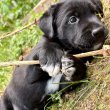 5 Tündéri Kiskutya Keresi Új Gazdáját