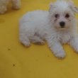 8 hetes Bichon Havanese kislány