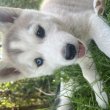 Husky kölyök