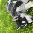 Husky kölyök