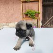 Mopsz 
