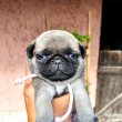 Mopsz 