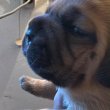 Bordeaux-i dog kölykök