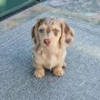 REGISTERED DACHSHUND PUPPIES FOR SALE 