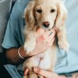 REGISTERED DACHSHUND PUPPIES FOR SALE 