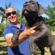  Cane corso adorable blue puppies 