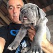  Cane corso adorable blue puppies 