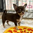 Adorable chihuahua puppies 