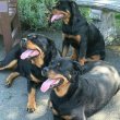 Rottweiler puppies for sale German pedigree 