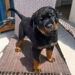 Rottweiler puppies for sale German pedigree 