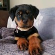 Rottweiler puppies for sale German pedigree 