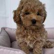 Mini and toy poodle 