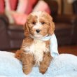 Mix breed puppies looking for a home 