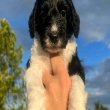 Mix breed puppies looking for a home 