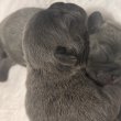 Foglalható Francia bulldog kiskutyák