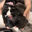 Foglalható Francia bulldog kiskutyák