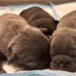 Foglalható Francia bulldog kiskutyák