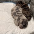 Foglalható Francia bulldog kiskutyák