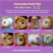 Pomerániai fiatal nőstények