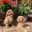 Cavapoo