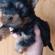 Mini, Yorkshire terrier kisfiú (Yorki)