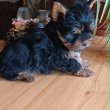 Mini, Yorkshire terrier kisfiú (Yorki)