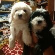 Bichon havanese kiskutyák