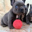  Francia bulldog kiskutyák, kék (blue)