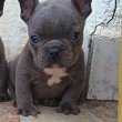  Francia bulldog kiskutyák, kék (blue)