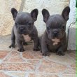  Francia bulldog kiskutyák, kék (blue)
