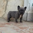  Francia bulldog kiskutyák, kék (blue)
