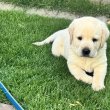 Labrador kölykök eladók