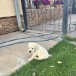 Labrador kölykök eladók