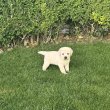 Labrador kölykök eladók