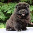 Törzskönyves, minőségi chow chow  kiskutyák eladók