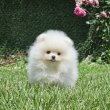 Pomerániai BOO mackó típusú kölykök 