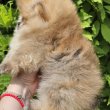 Pomerániai BOO mackó típusú kölykök 
