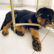 German Rottweiler puppies for sale 