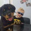 German Rottweiler puppies for sale 