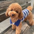 Miniature poodle puppies for sale 